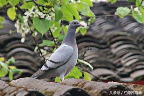 自來灰鴿風水|【鴿子風水】鴿子築巢、飛來家中的風水徵兆，好運還是凶兆？